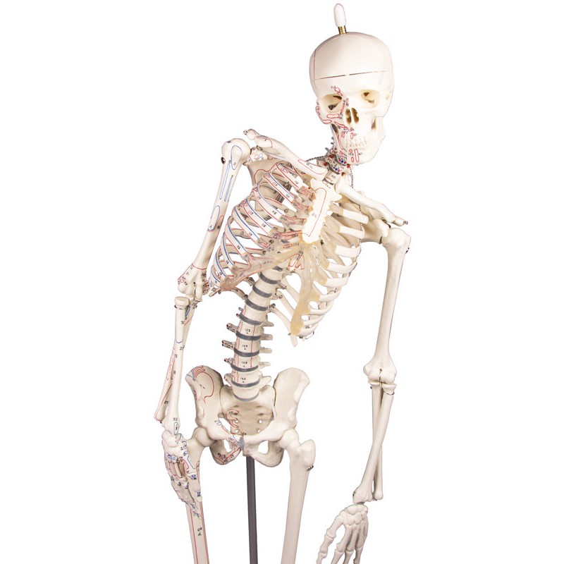 Flexible Spine of the Erler-Zimmer Miniature Skeleton Model Fred